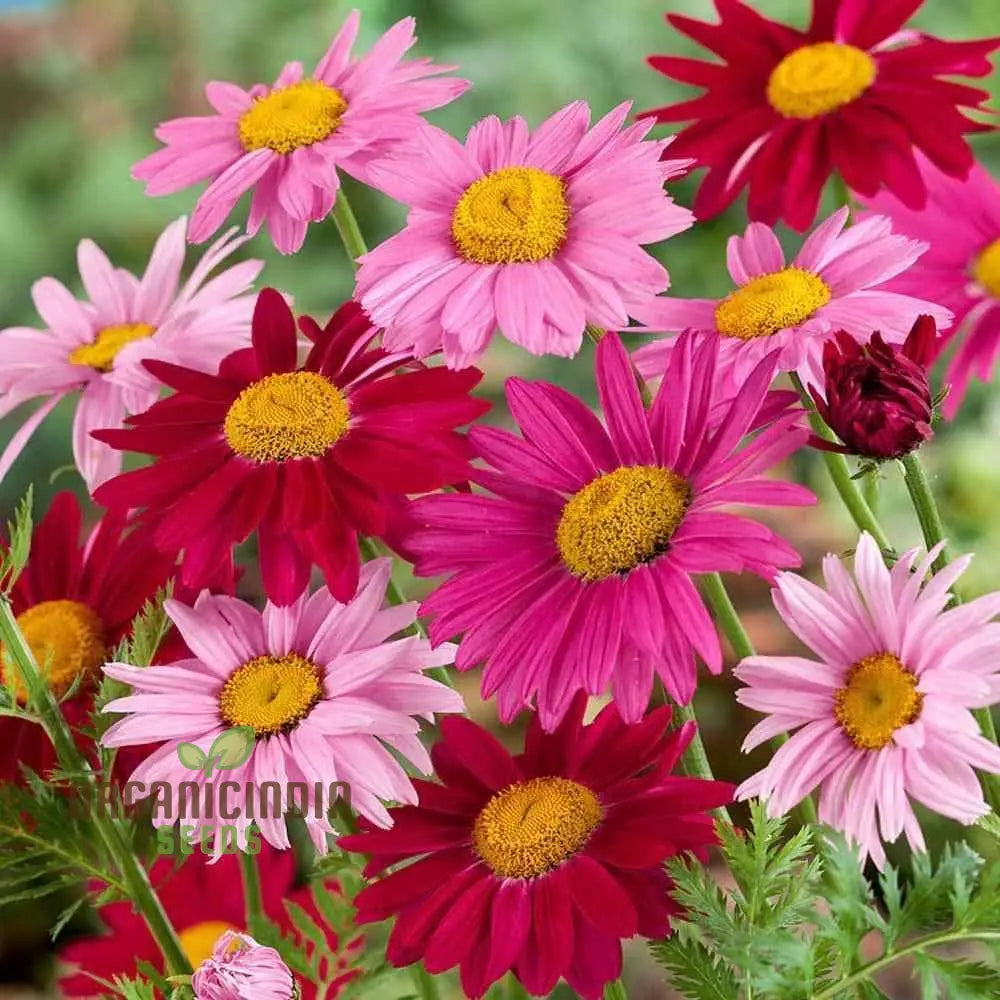 Premium Mix Colour Pyrethrum Seeds for Vibrant Blooms