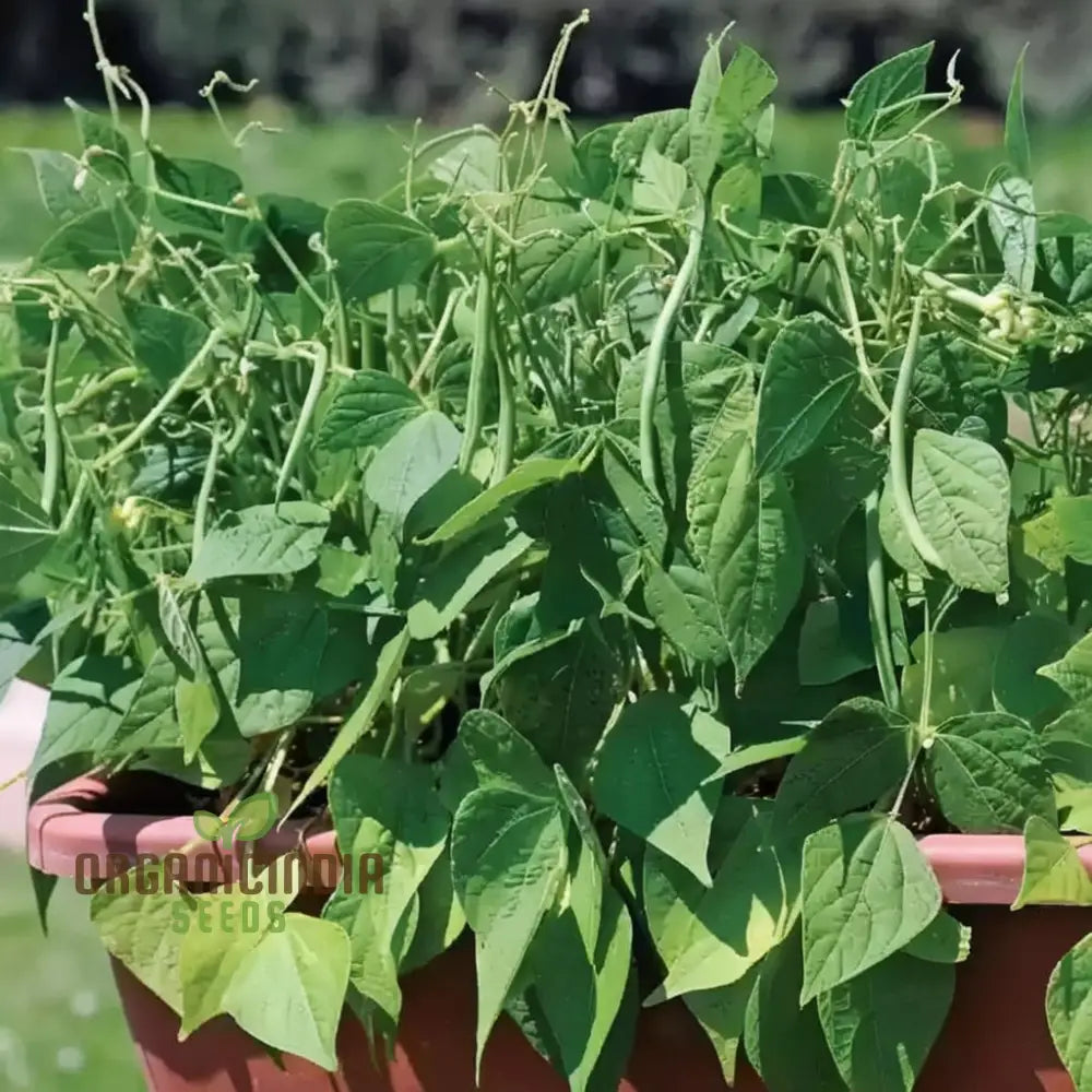 Premium Quality Green Contender Bean Seeds for Planting