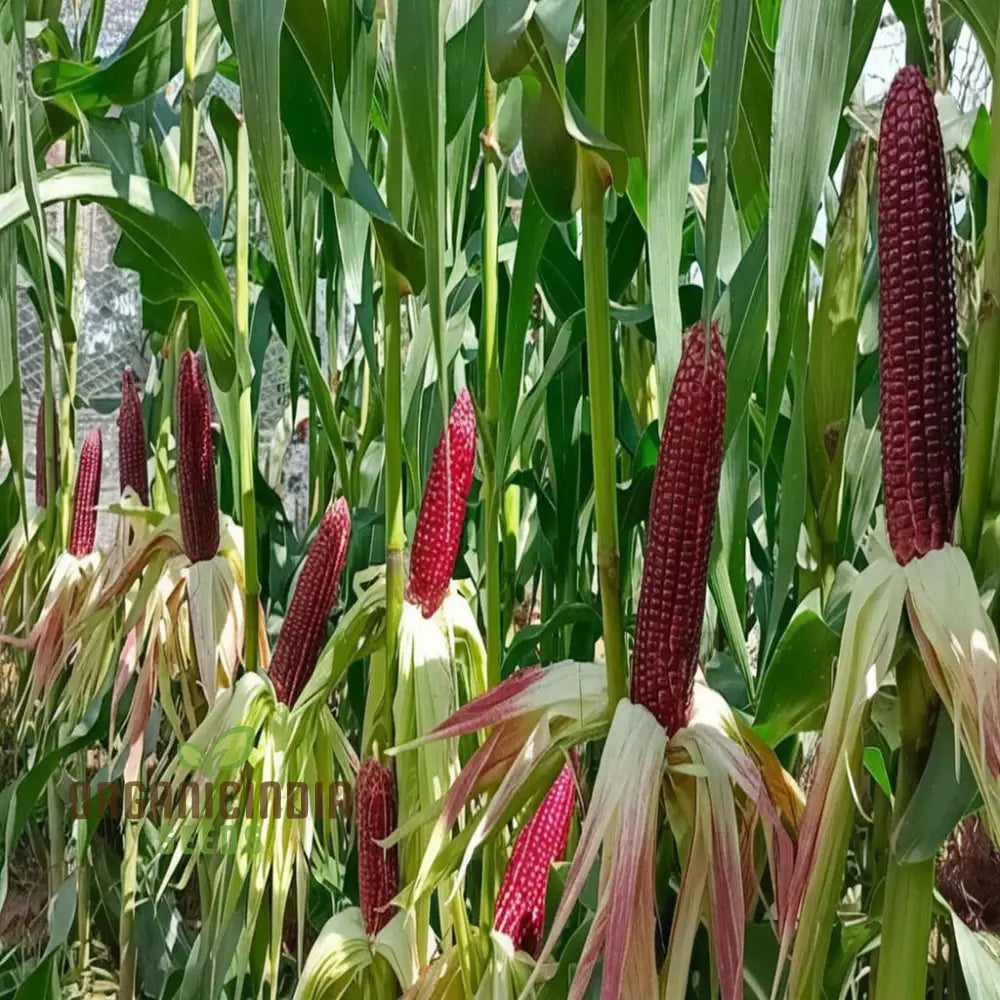 Premium Red Corn Seeds for Planting, Organic Non-GMO Corn Seeds