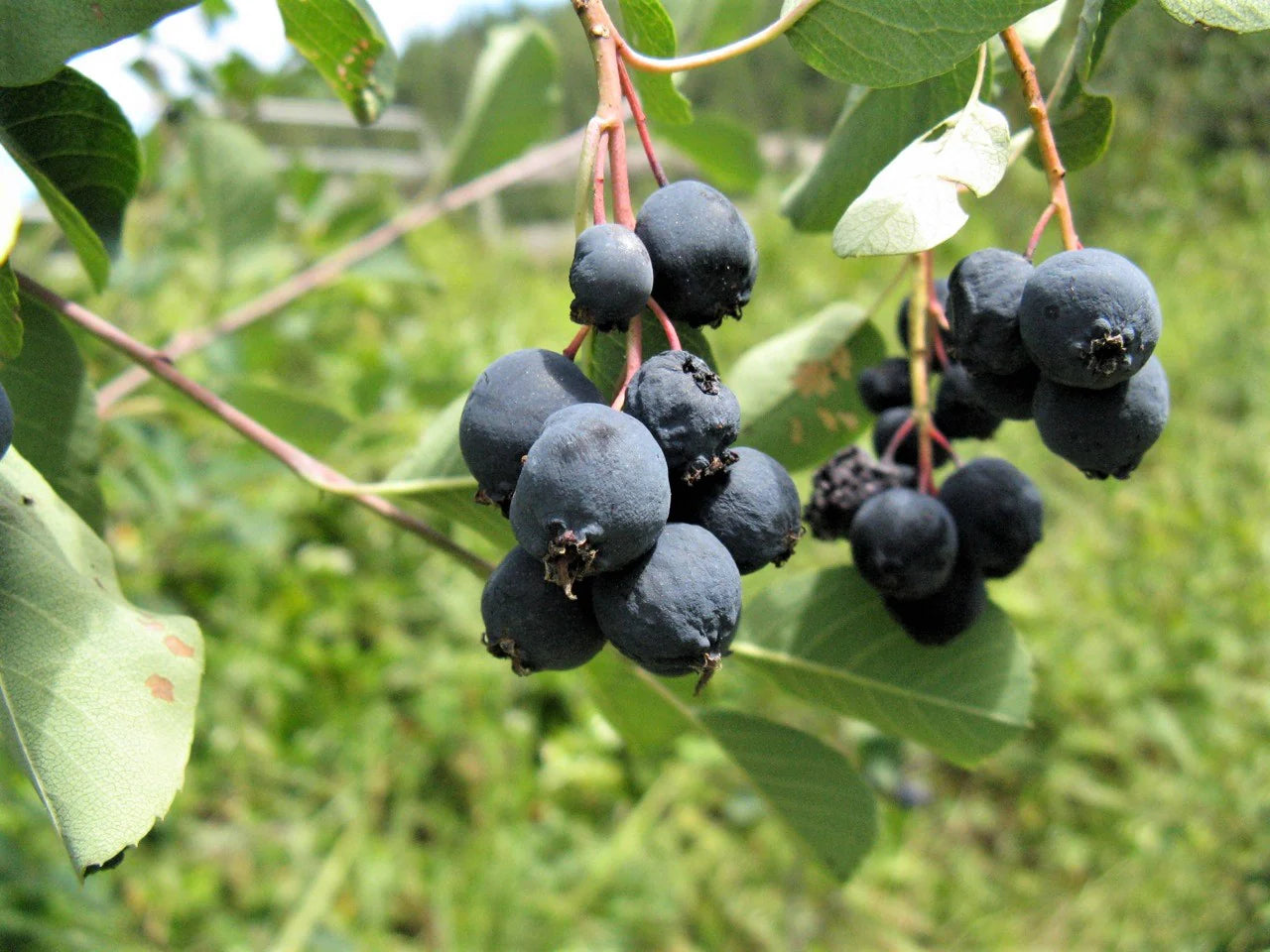 Premium Saskatoon berry plant seeds for garden and orchard use