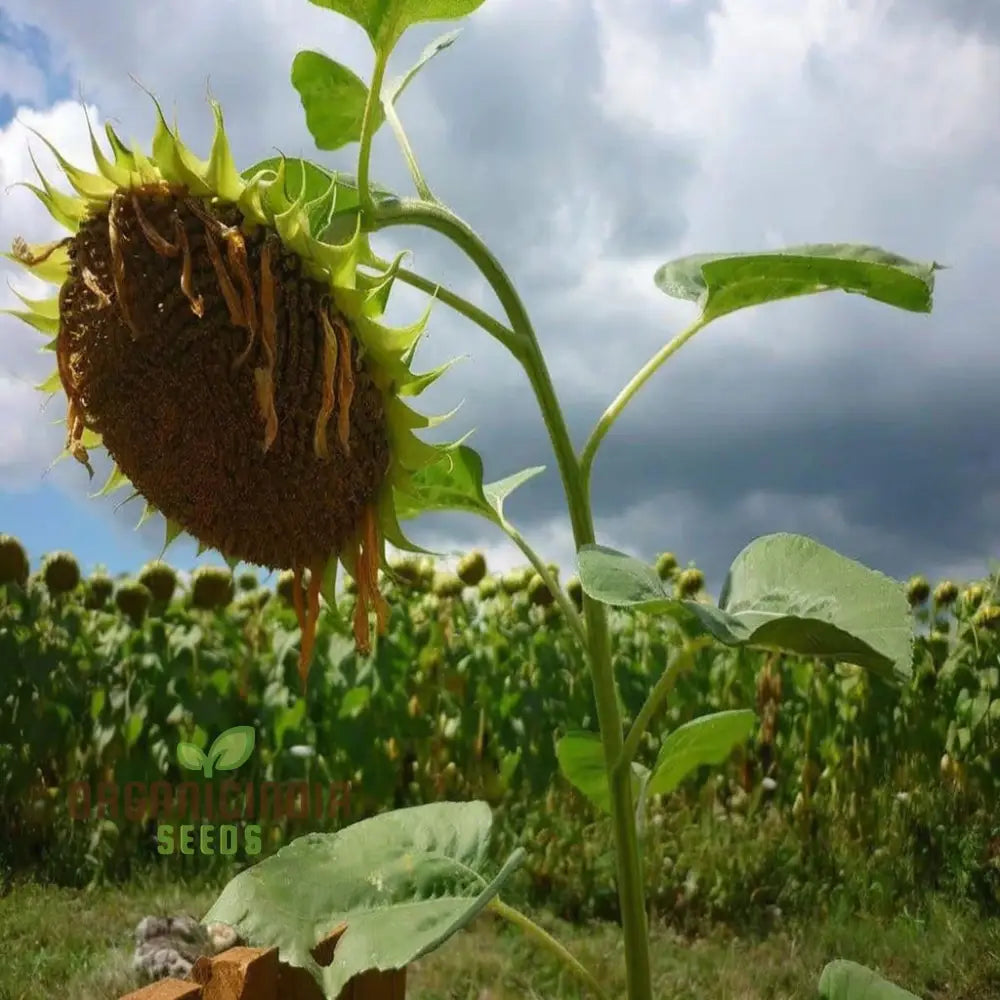 Premium Non-GMO sunflower microgreen seeds