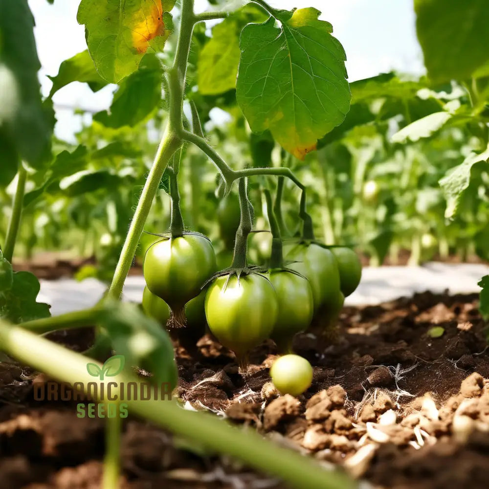 Premium Tomato Seeds for Planting, High-Quality Non-GMO Garden Seeds