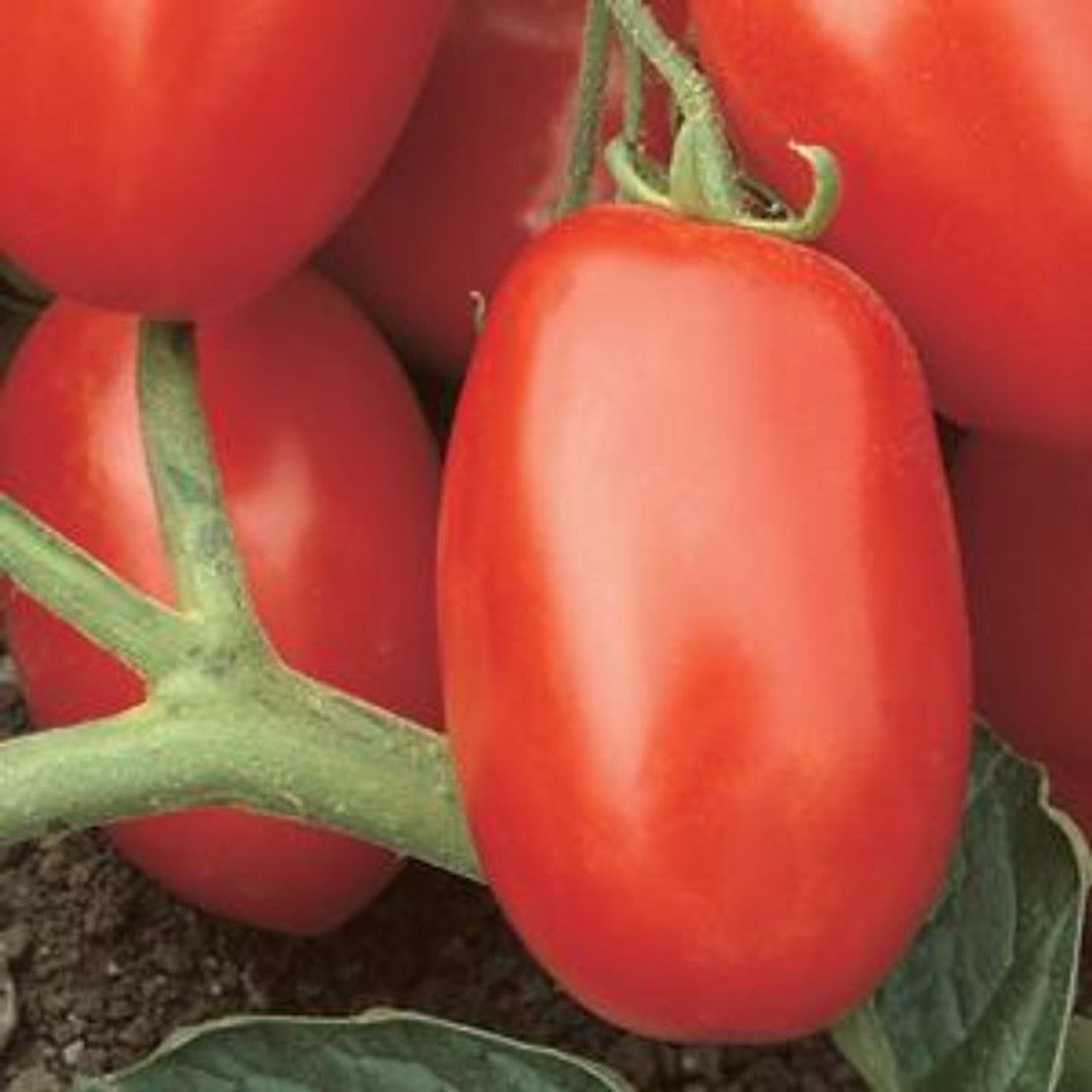 Premium Viva Italia Tomato Seeds – Flavorful Sauce Variety