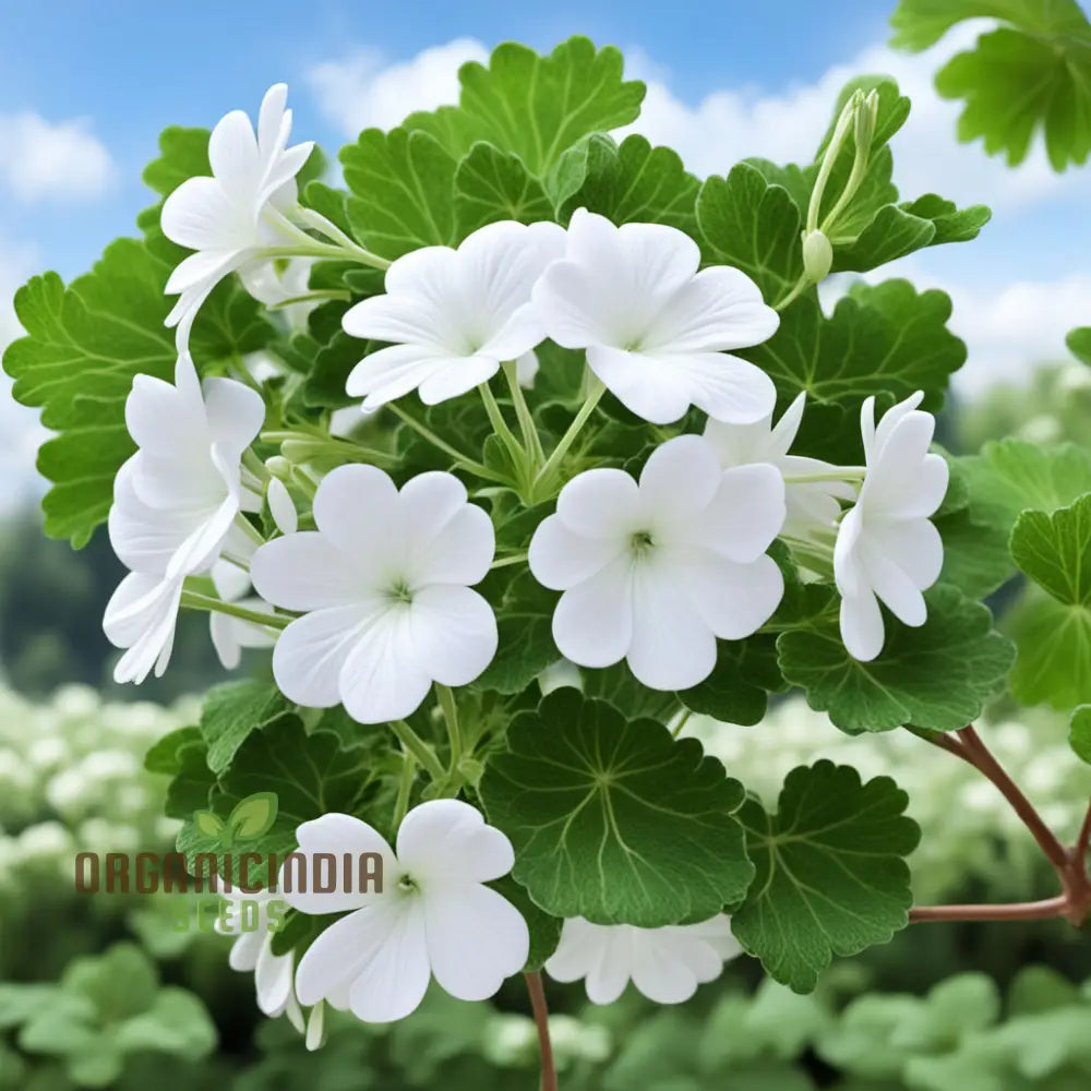 Premium White Geranium Seeds for Bright Garden Displays