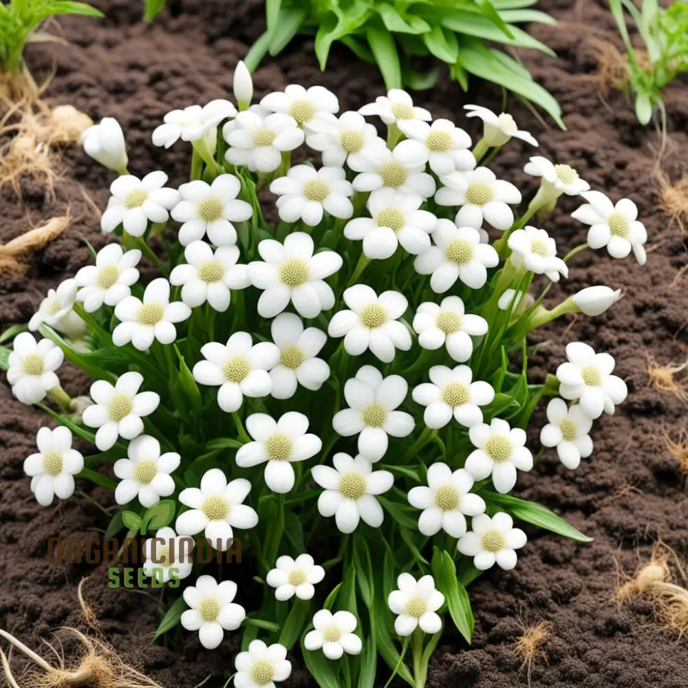 Premium White Pasqual Seeds for Decorative Flower Gardens