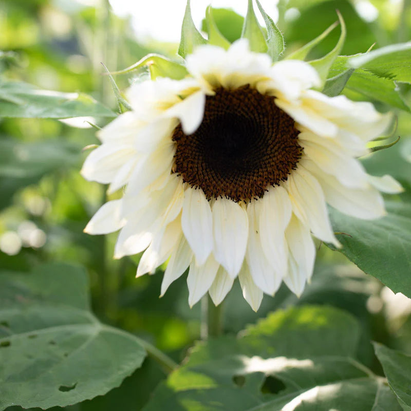 Premium White Sunflower Seeds for Home Garden Flowers