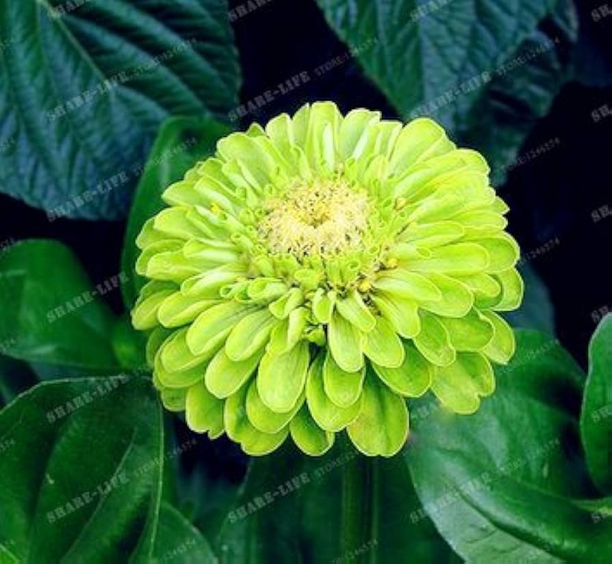 Premium Heat Resistant Zinnia Seeds for Easy Garden Planting