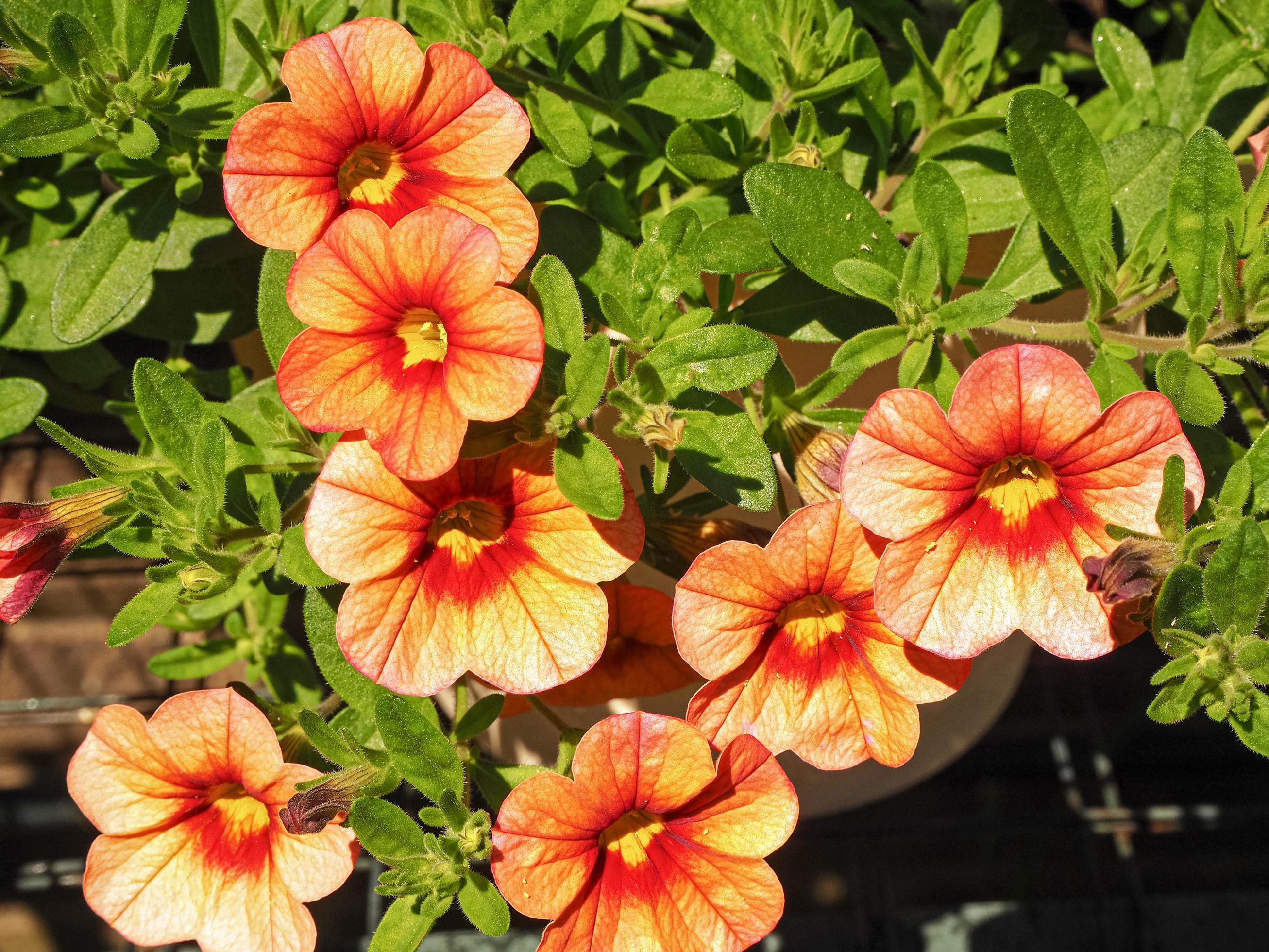Semi di fiore di petunia arancione, fioriture vivaci, facili da coltivare, non OGM