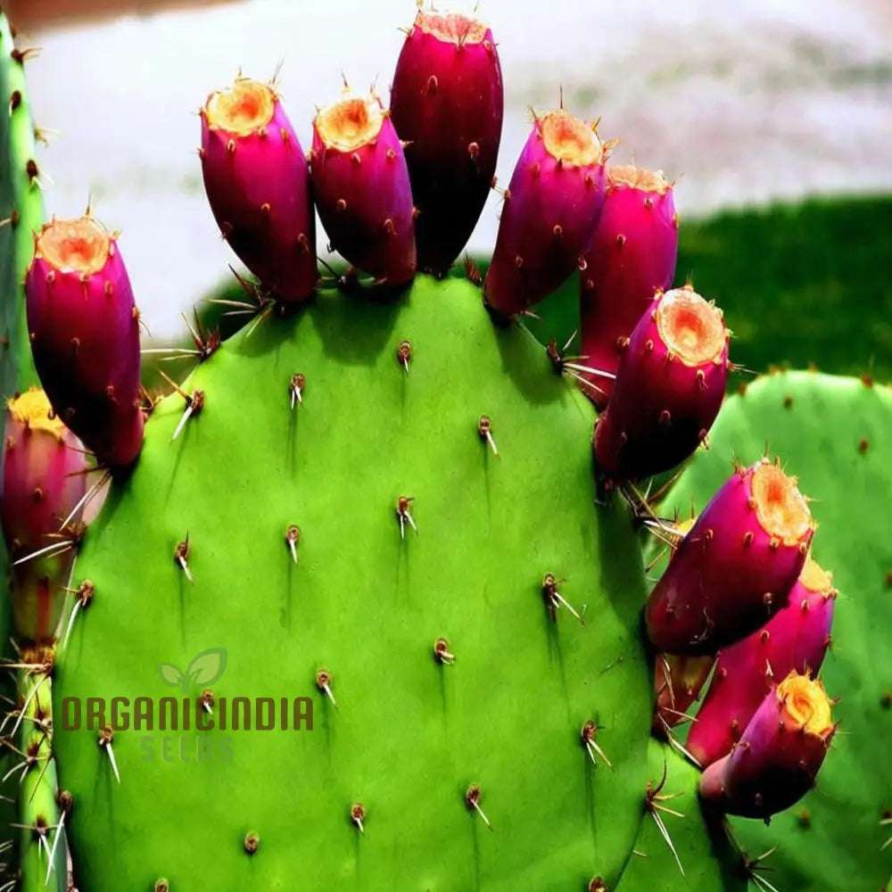 Germinating Green Prickly Pear Seeds in Pots