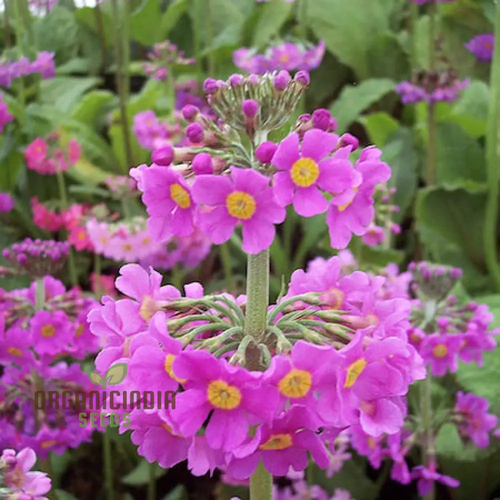 Primula Beesiana seeds sprouting into healthy seedlings