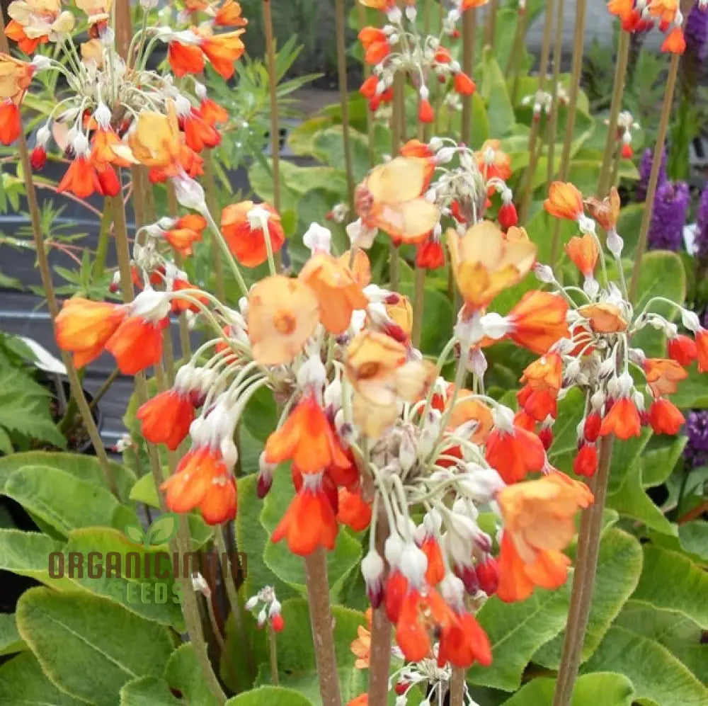 Primula Florindae Orange Flower Seeds For Planting Adding Vibrant Color To Your Garden