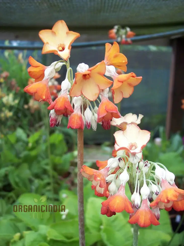 Primula Florindae Orange Flower Seeds For Planting Adding Vibrant Color To Your Garden