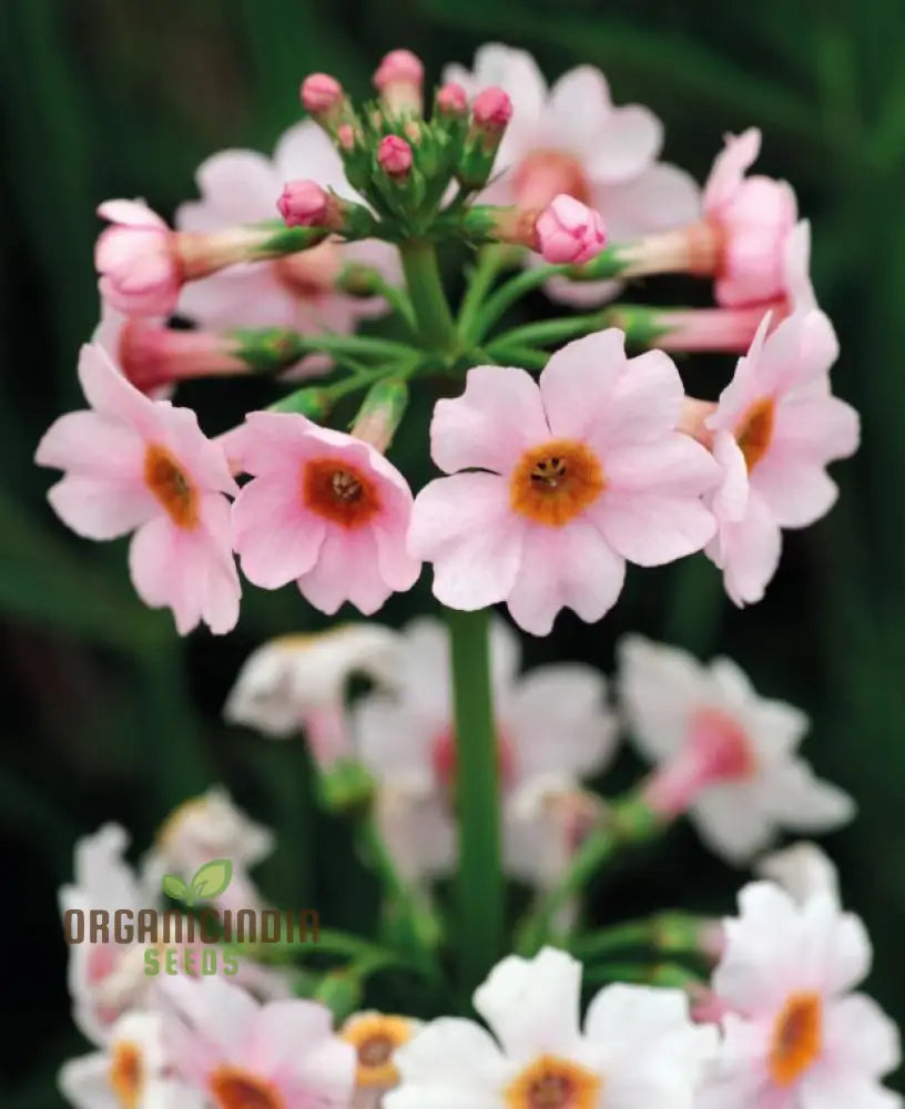 Candelabra Primrose Primula Japonica Apple