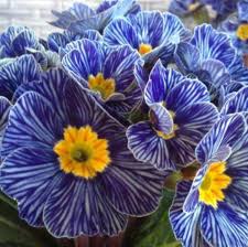Primula Light Blue Seeds for Bedding Plants and Borders