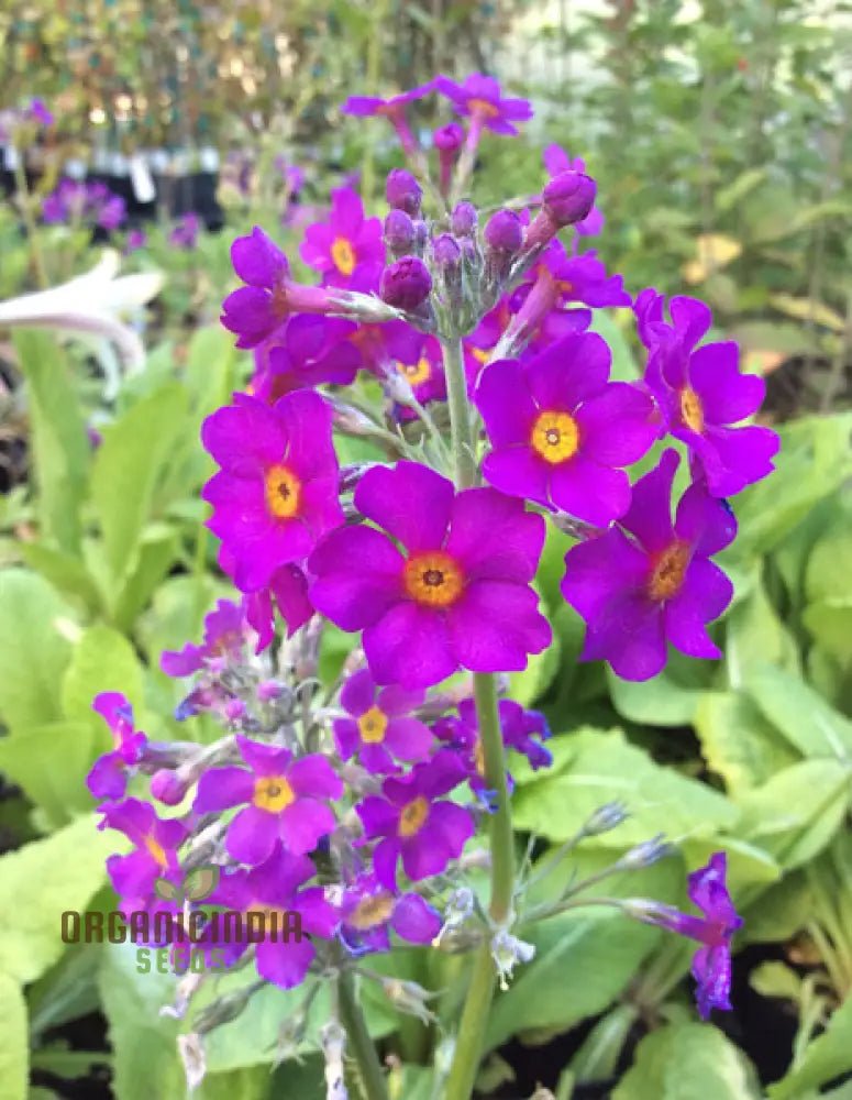 Primula seeds plant growth stages in shaded outdoor garden