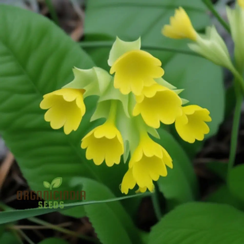 Primula Veris ’Hose-In-Hose’ Flower Seeds For Planting Unique Double Blooms For Your Garden