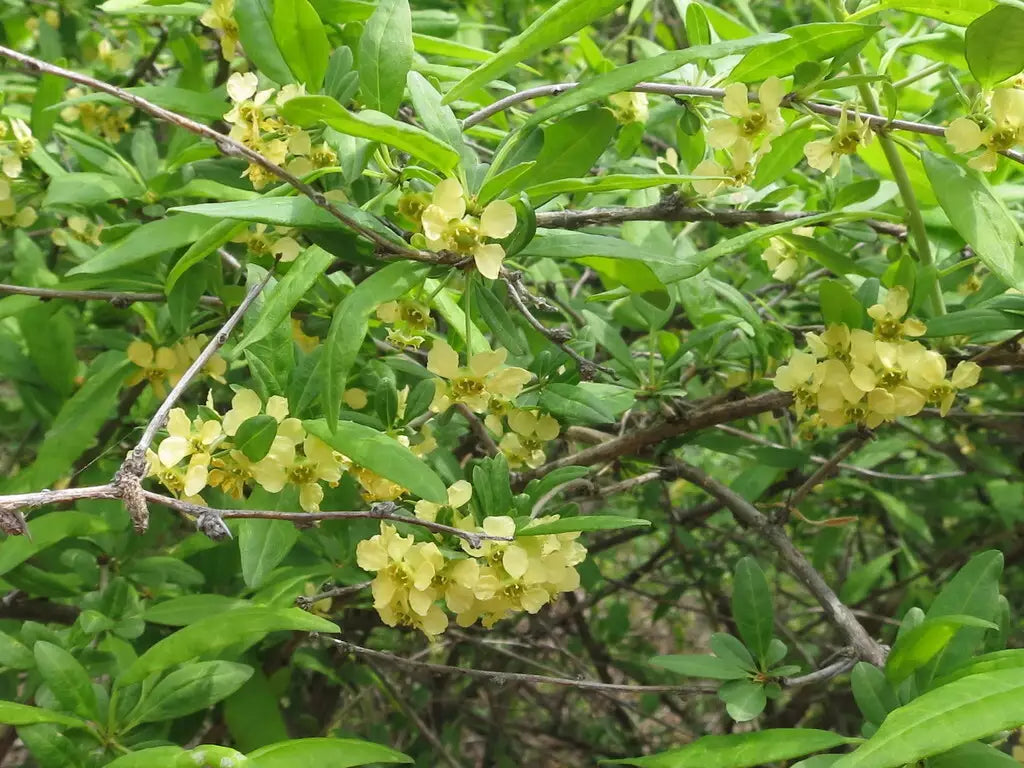 Mature Prinsepia Shrub in Garden Landscape