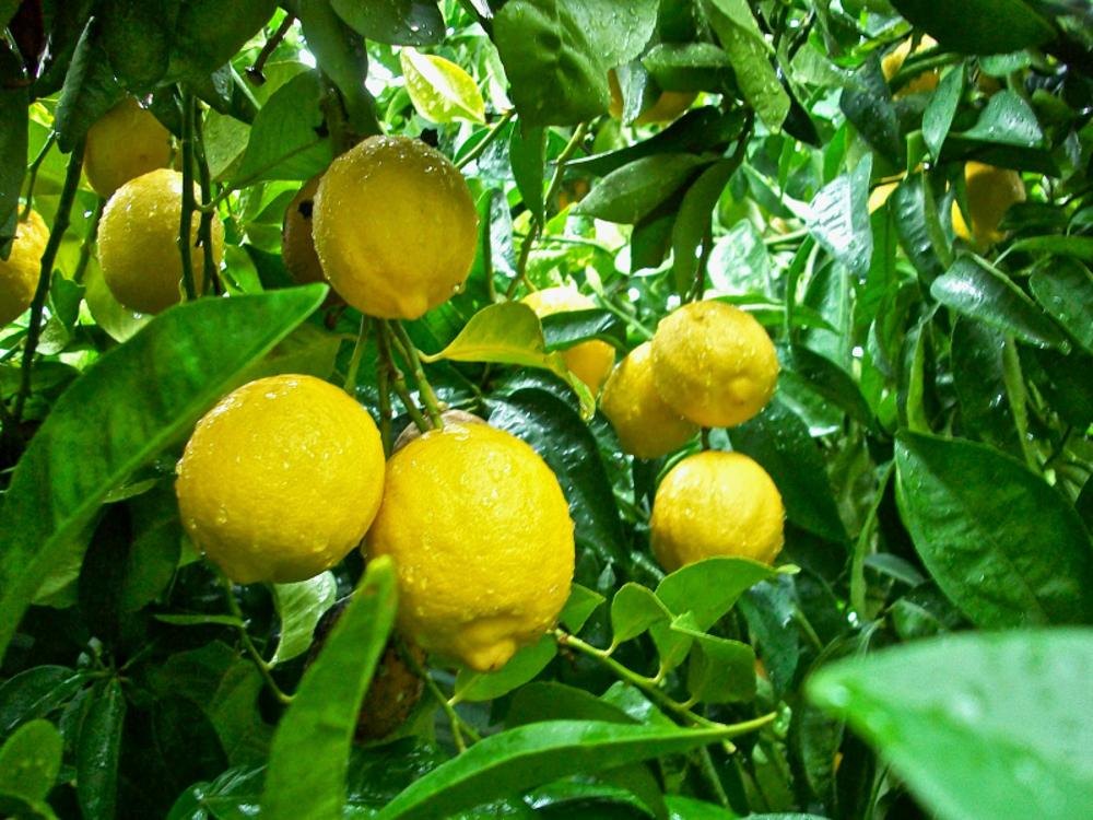 Graines de citron vert Kagzi pour la plantation – Cultivez de vrais citrons indiens à la maison