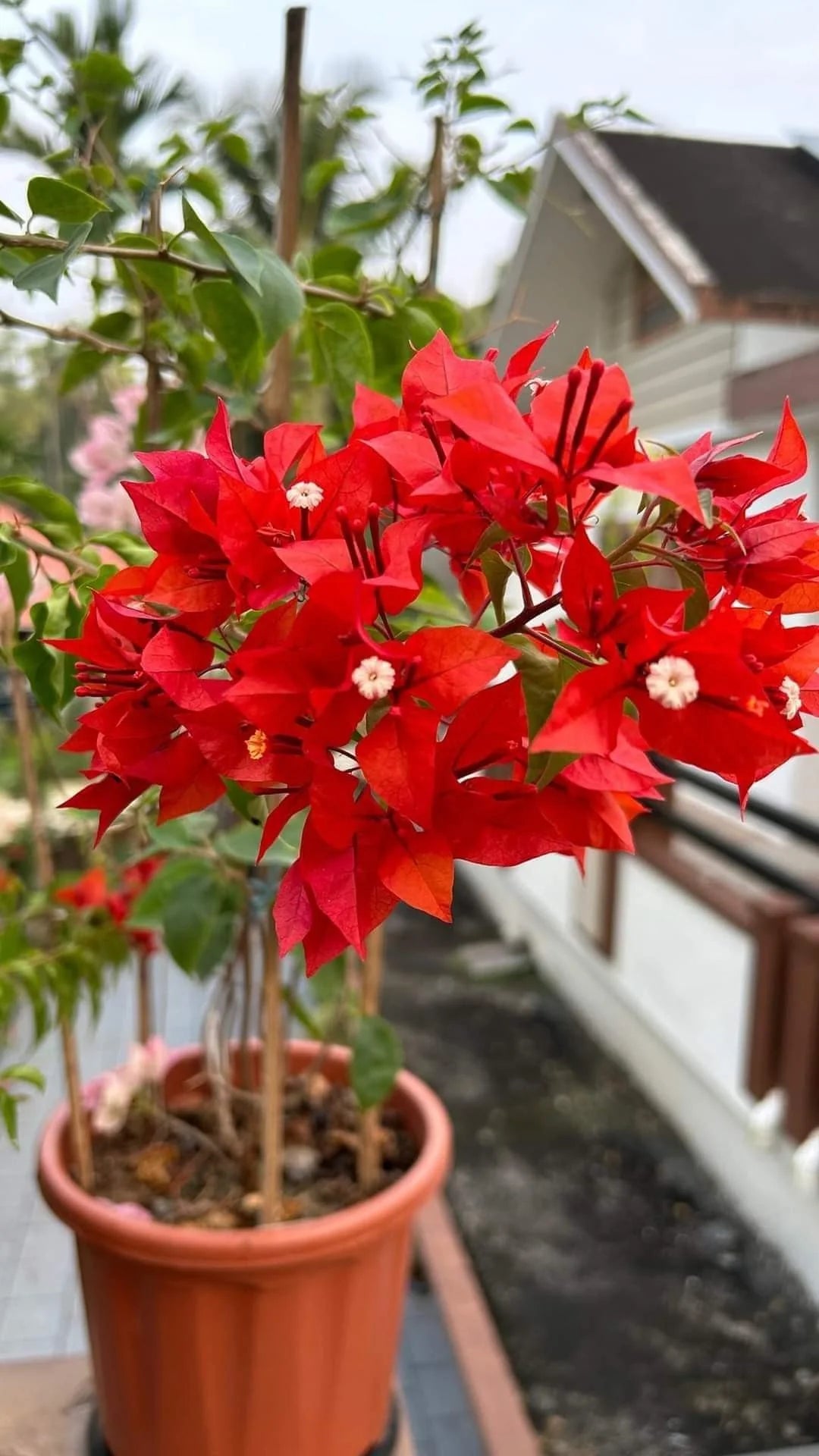 Red Bougainvillea Flower Seeds for Planting - Grow Vibrant, Colorful Blooms in Your Garden