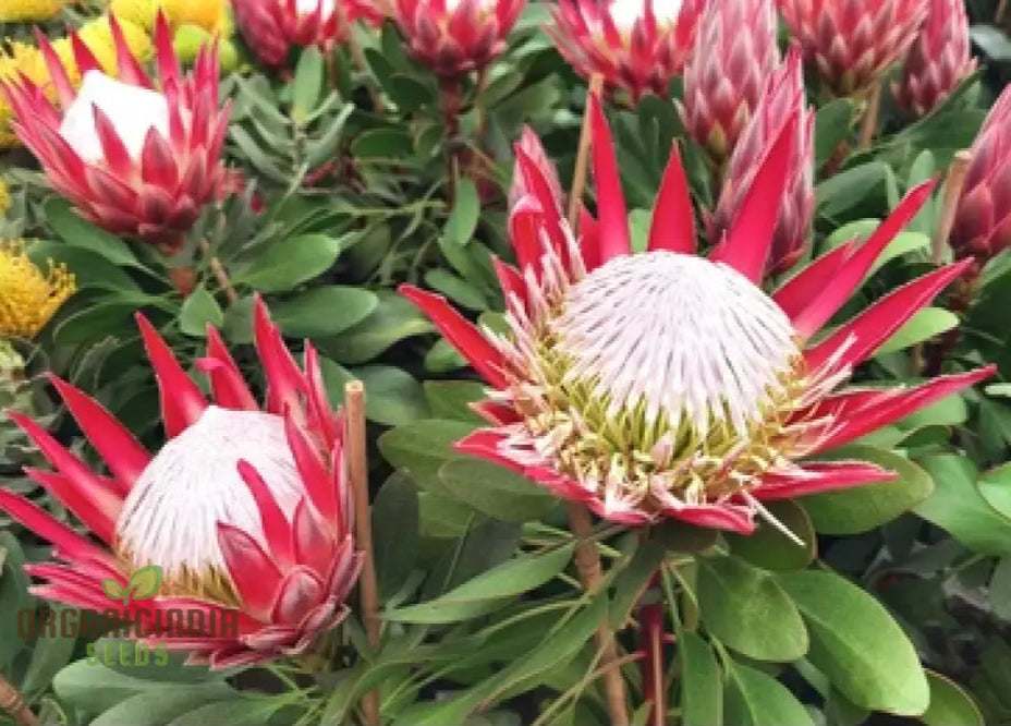 Protea Cynaroides Seeds - Grow The Majestic King In Your Garden