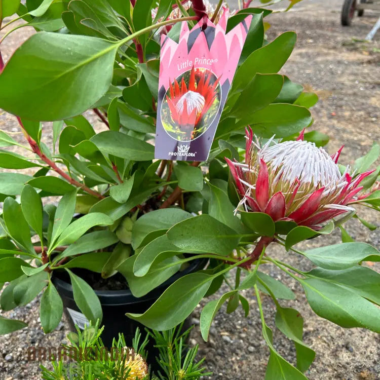 Protea Cynaroides Seeds - Grow The Majestic King In Your Garden