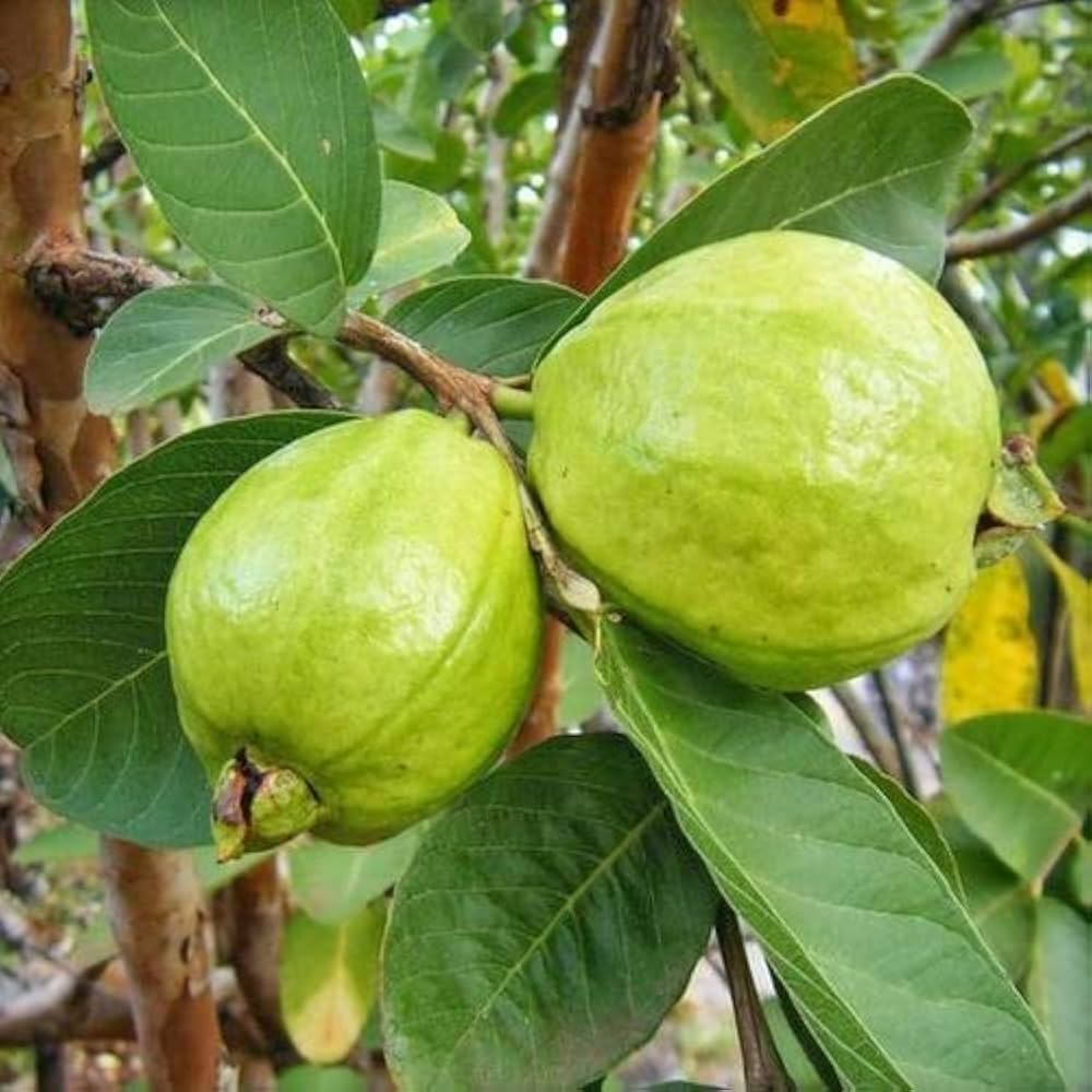 Psidium guajava speckled non-GMO seeds for tropical fruit plant