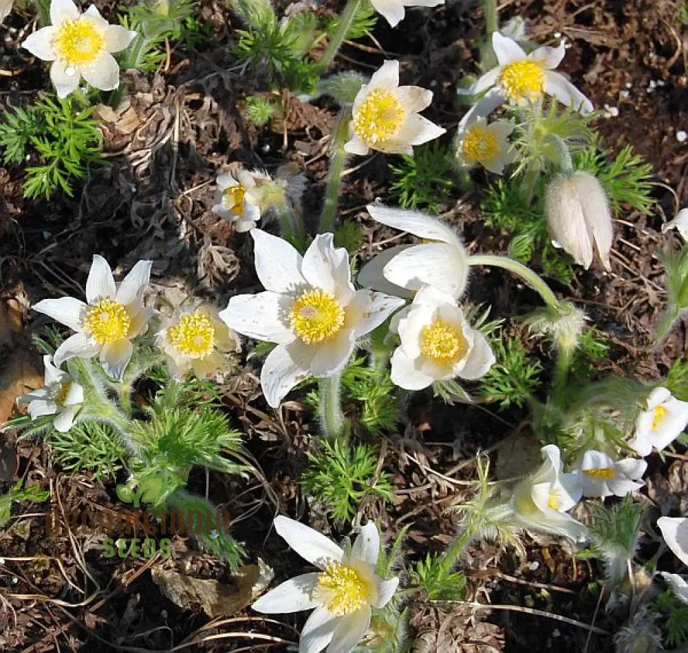 Pulsatilla ’Weisse Schwan’ Flower Seeds For Planting Elegant White Blooms For Your Garden