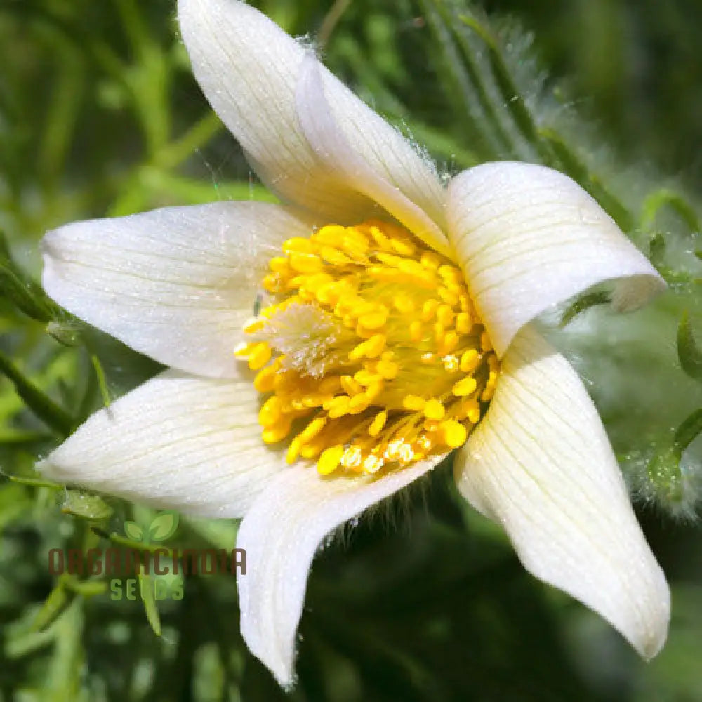 Pulsatilla ’Weisse Schwan’ Flower Seeds For Planting Elegant White Blooms For Your Garden