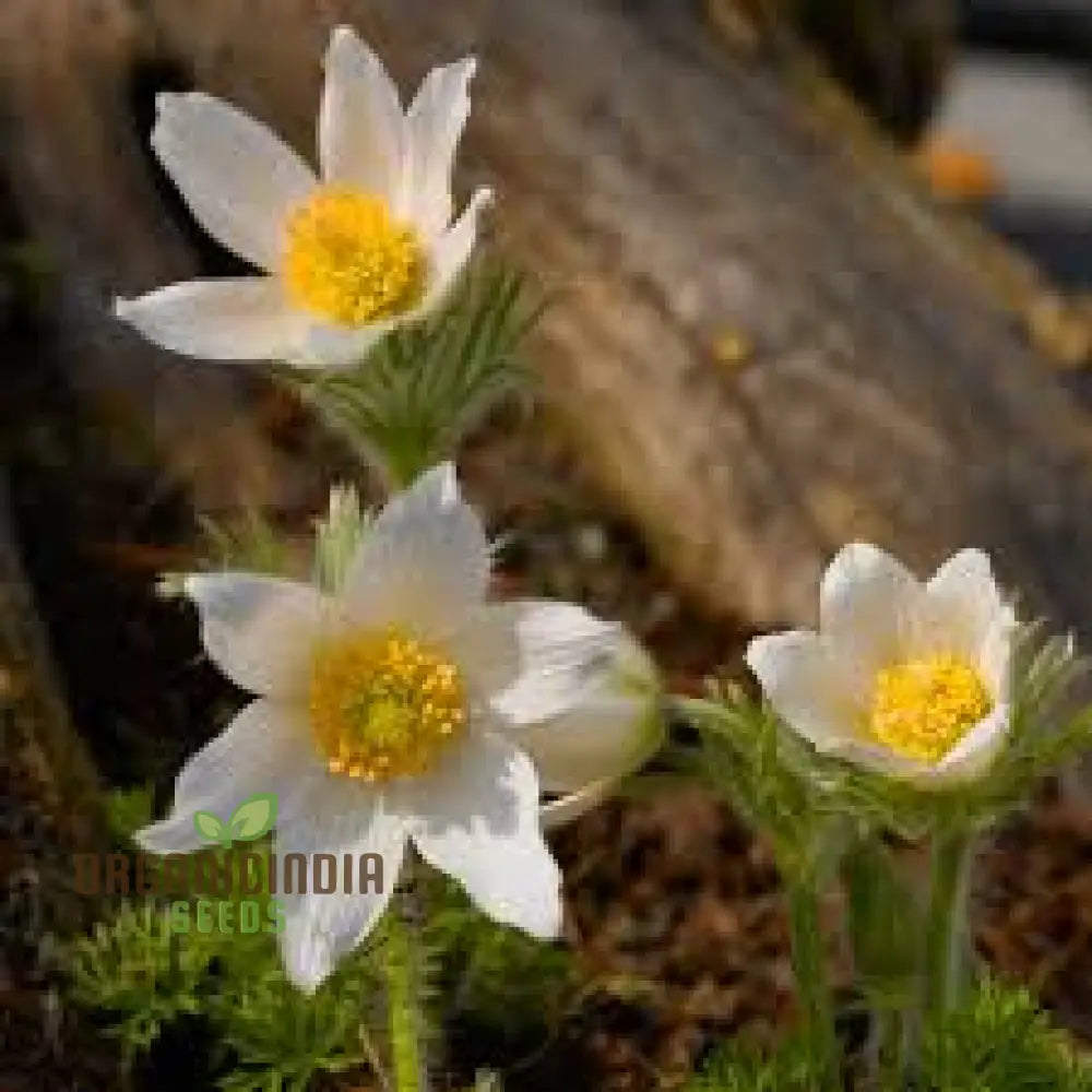 Pulsatilla ’Weisse Schwan’ Flower Seeds For Planting Elegant White Blooms For Your Garden