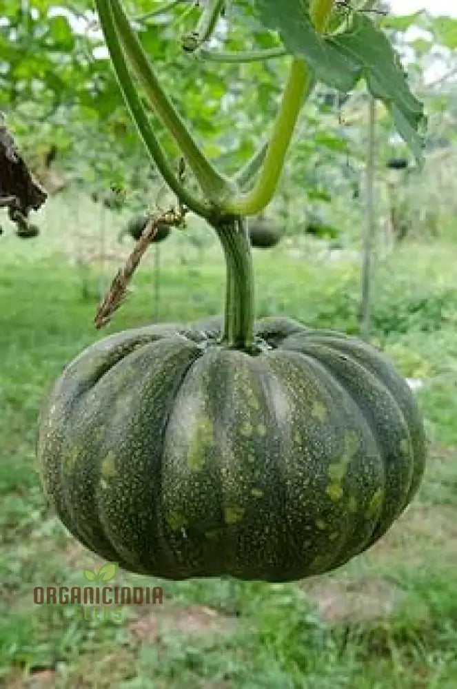Large Orange Pumpkin Growing in Garden, Premium Seeds