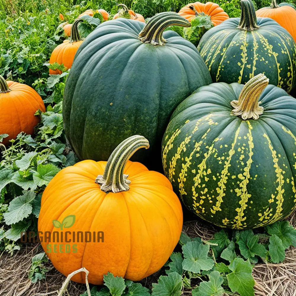 Closeup of Large Heirloom Pumpkins from Seeds, Homegrown Pumpkin