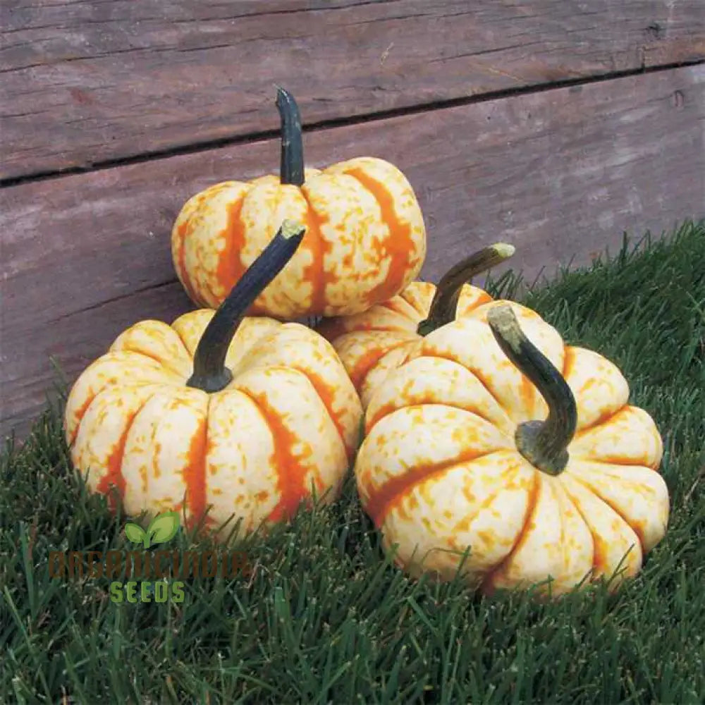 Harvested Sweet Lightning Pumpkins from Seeds, Large and Bright-Orange