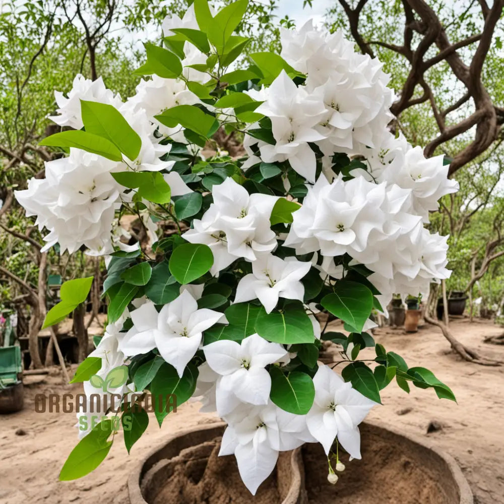 Pure Elegance White Bougainvillea flower seeds
