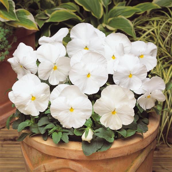 Pure White Pansy Seeds for Bedding Plants and Cool Season Flowers
