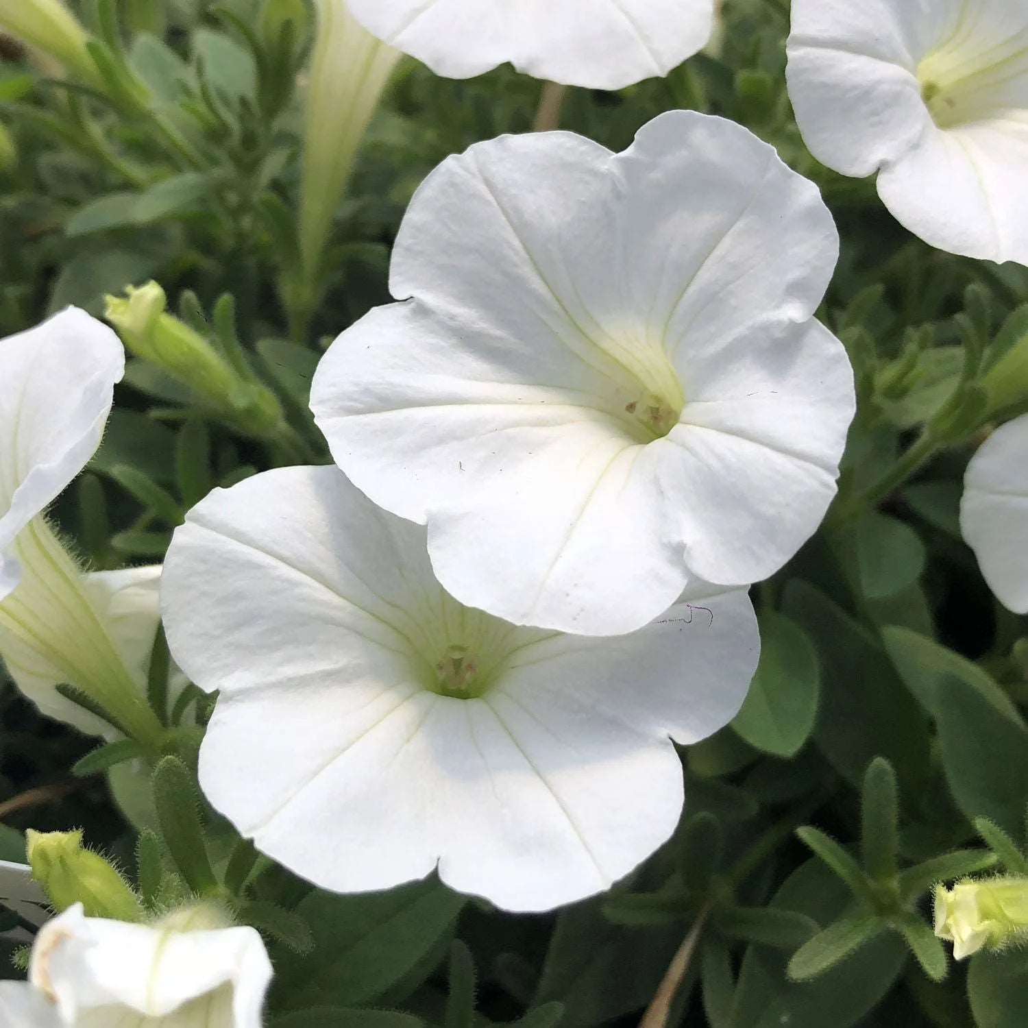 pure white petunia seeds for garden planting and containers
