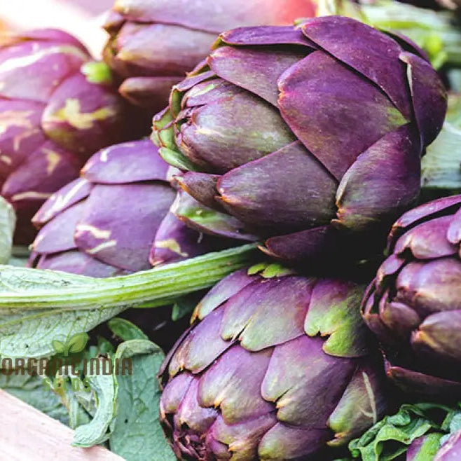 Purple Artichoke Buds Growing from Seeds in Garden
