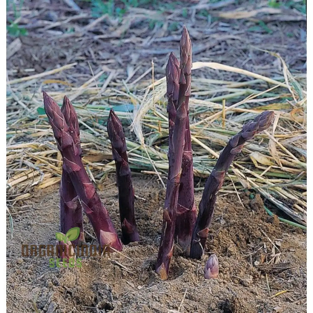 Mature Purple Asparagus Plant from Seeds, Perennial Garden Vegetable