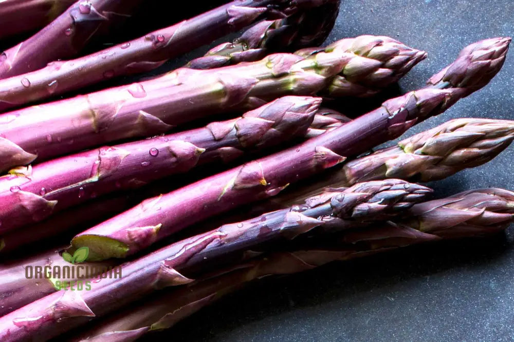 Close-up of Tender Purple Asparagus Spears from Seeds, Gourmet Vegetable