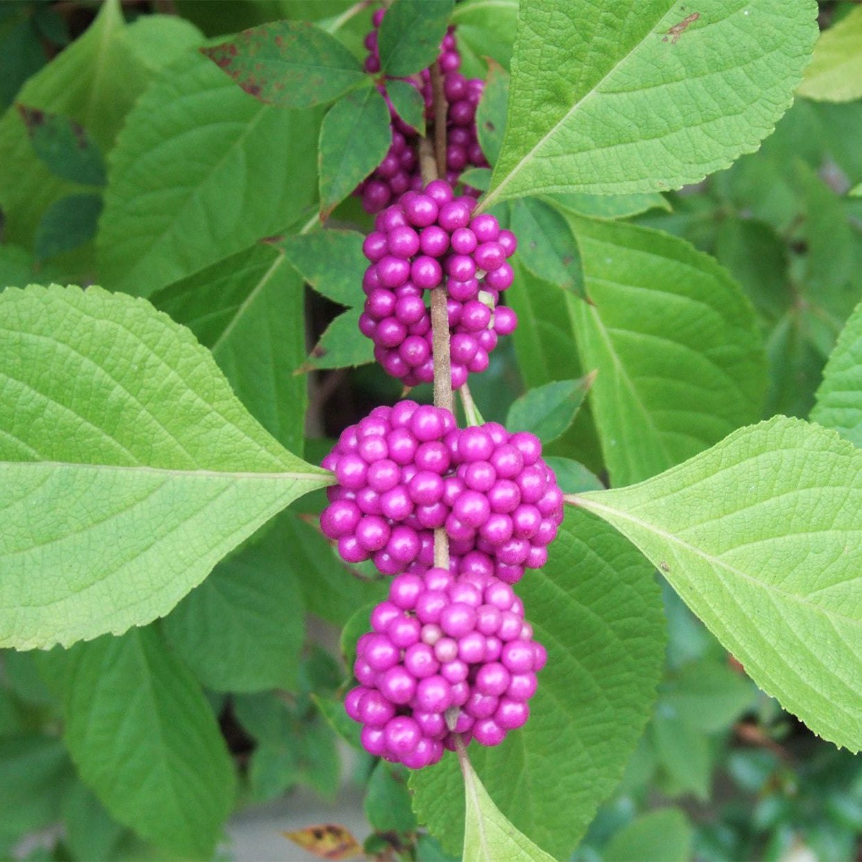 Purple Beautyberry Seeds for Planting