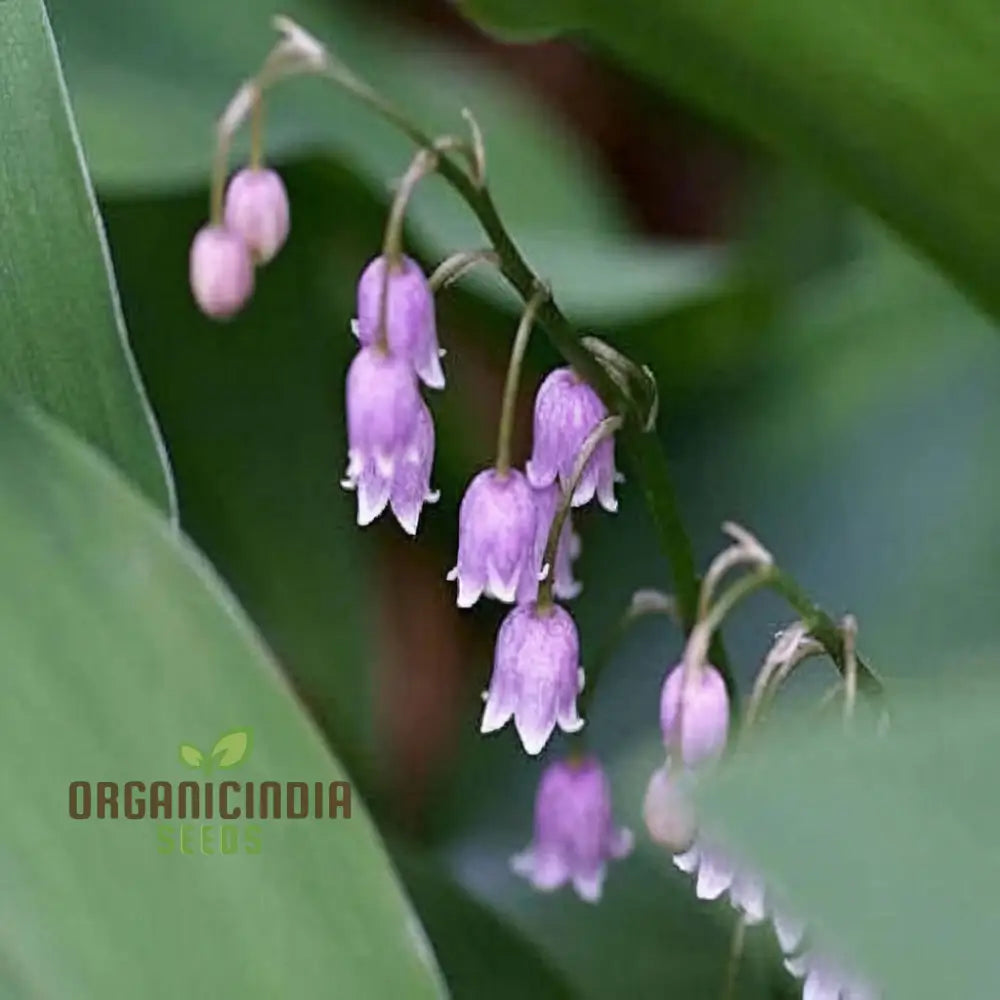 Purple Bell Orchid Seeds for Rare Blooming Ornamental Gardening
