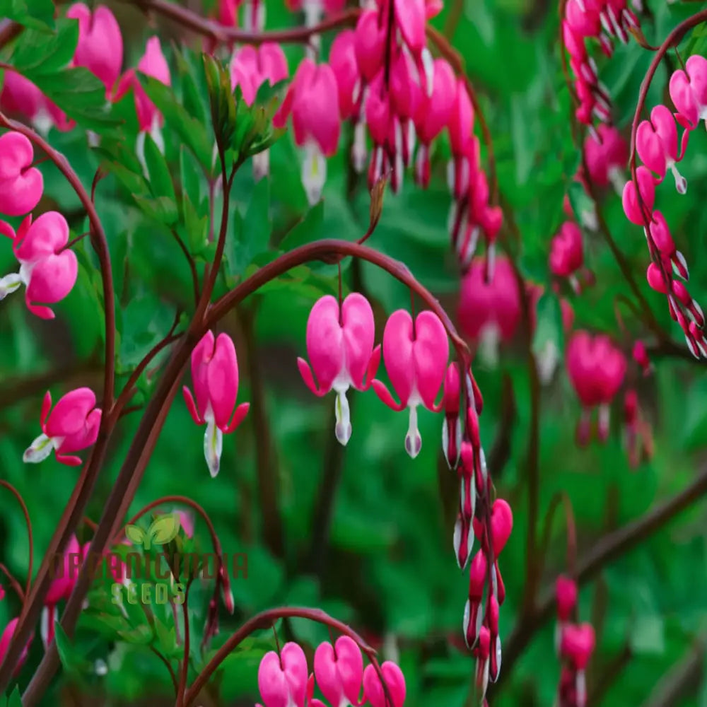 Purple bleeding heart flower seeds for planting