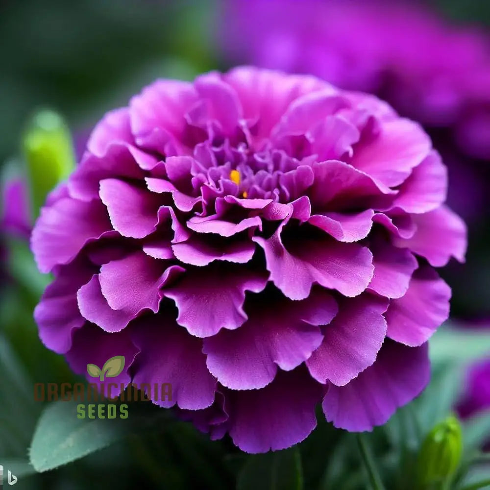 Purple blue marigold Glinda seeds for planting