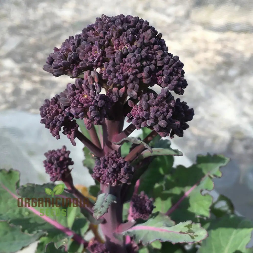 Purple Broccoli Seeds for Home Garden, Heirloom Vegetable Seeds
