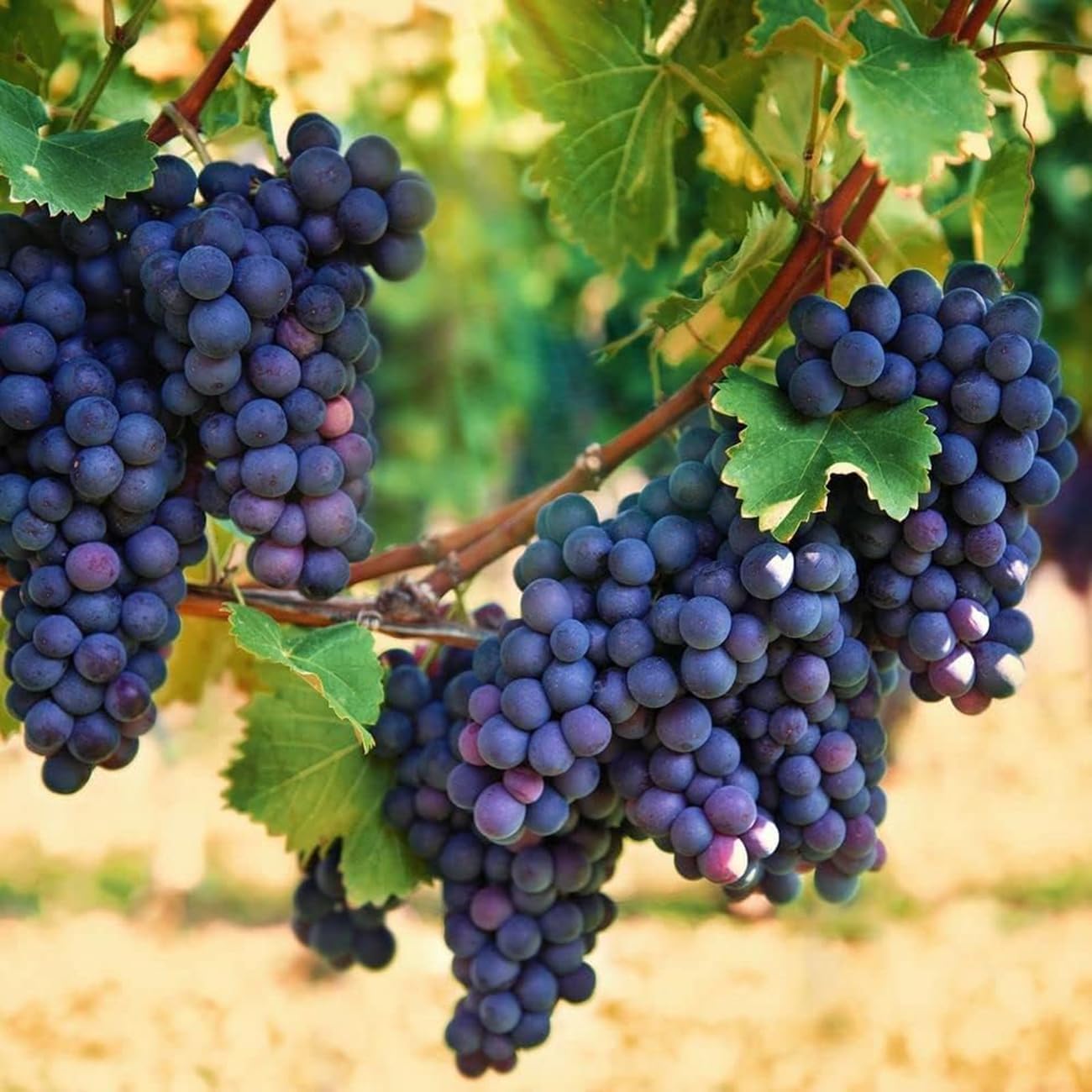 Purple Concord Grape seeds for planting non-GMO variety