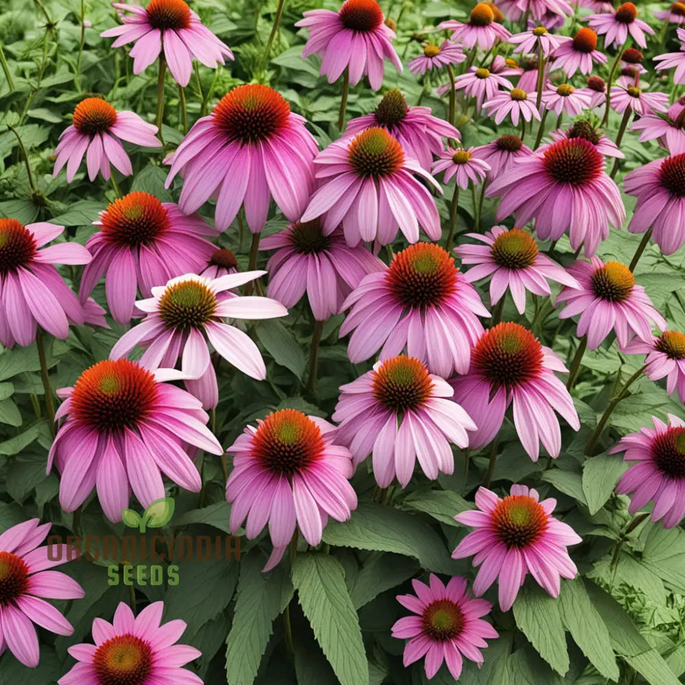 Non-GMO Purple Coneflower Seeds for Garden Planting