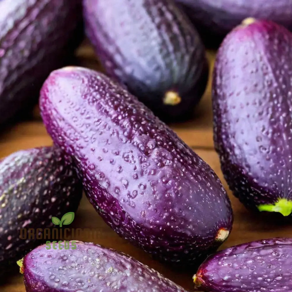 Mature Purple Cucumber Plant, High-Yield Garden Variety