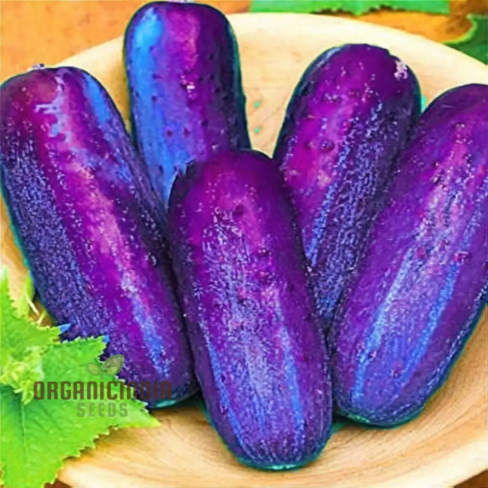 Purple Cucumber Seeds for Planting, Rare High-Yield Vegetable Seeds
