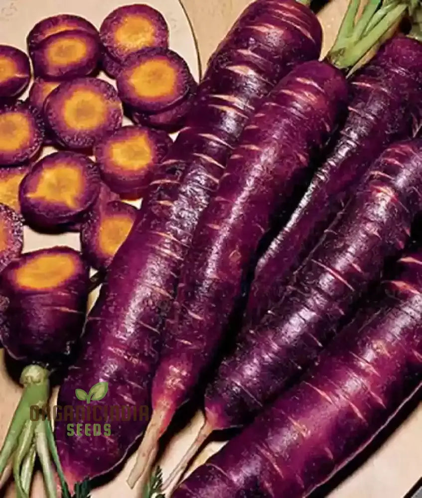 Fresh Purple Dragon Carrots from Organic Seeds, Homegrown Garden Vegetables
