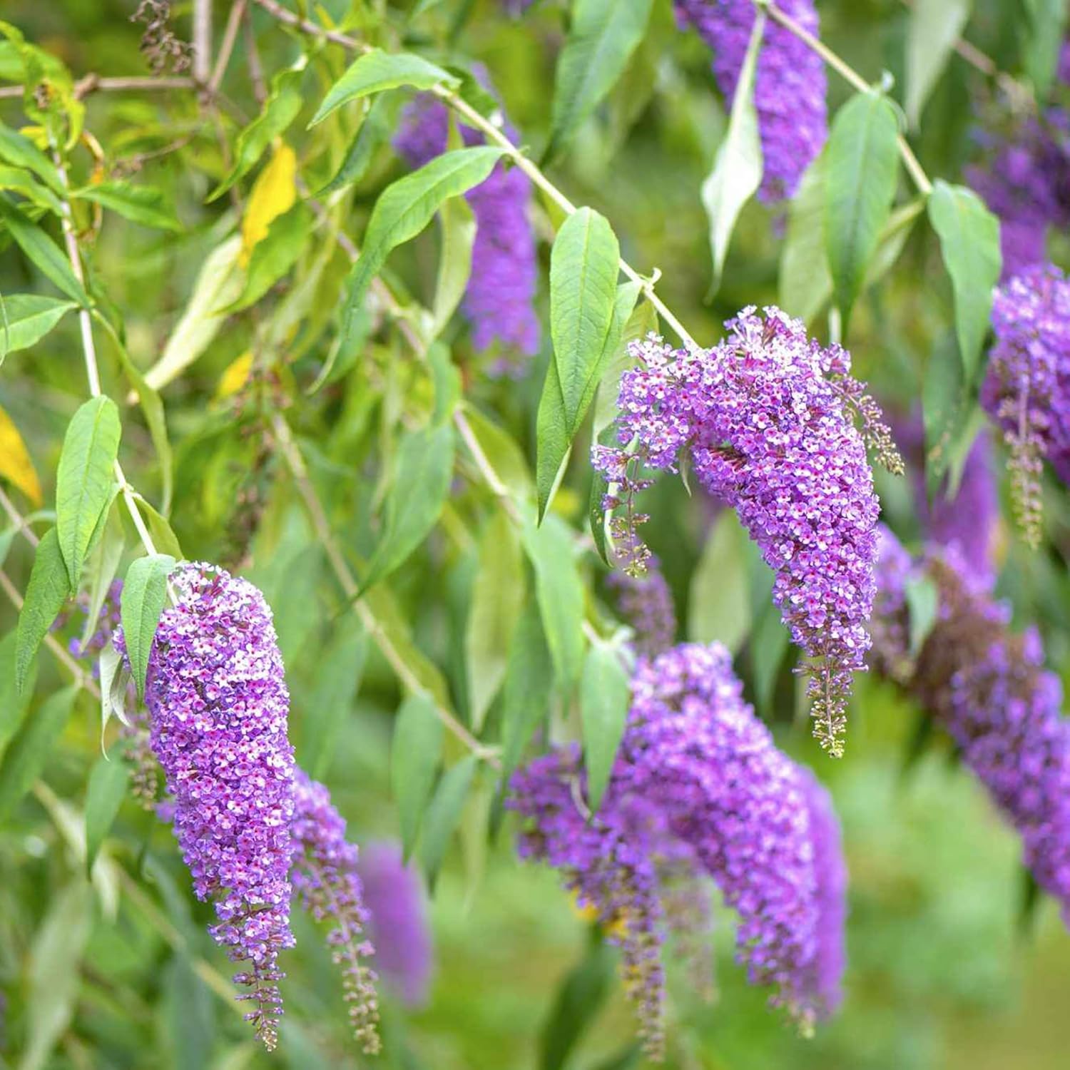 Purple Flowering Bush Seeds for Garden Borders and Beds