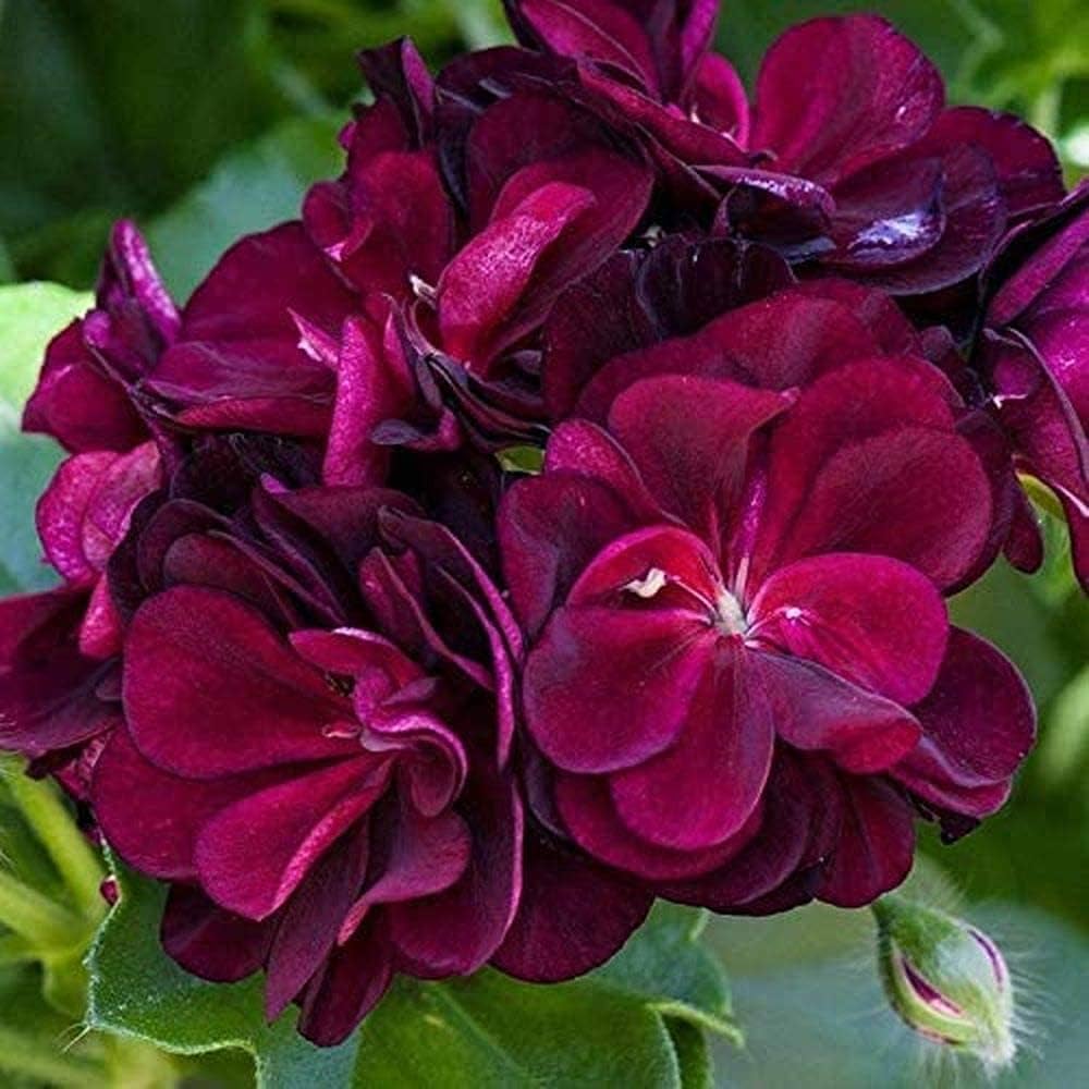 Purple Geranium flower seeds for planting
